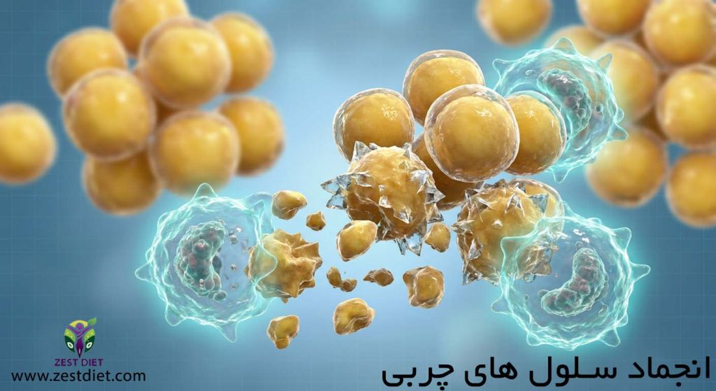 فرآیند یخ زدن سلولهای چربی در روش لاغری پهلو با کرایو